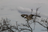 The Osprey (Pandion haliaetus)