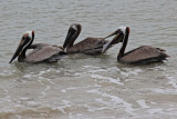 Florida Brown Pelican