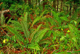 New Years Ferns, a bit ragged