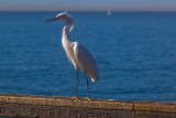 Young Adult Male Egret