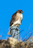 Red Tail Hawk