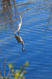 White Egret