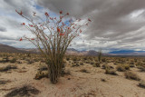 Ocotillo