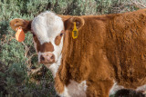Free Range Calf