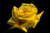 Yellow Rose of Texas is the only girl for me.