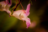 Wildflowers of Co. Antrim