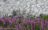 Fireweed above the Nenana River