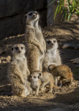 Meerkat Family