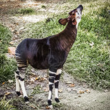 ZeGiraffalope (Okapi)