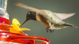 Critters Near and Far