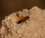 21. Liris haemorrhoidalis (Fabricius, 1804) - male