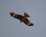 2. Black-eared Kite - Milvus migrans lineatus