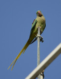 2. Alexandrine Parakeet - Psittacula eupatria