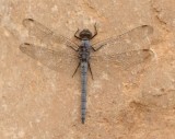 7. Orthetrum ransonneti (Brauer, 1865) - Ransonnets Skimmer