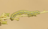 2. Pontia glauconome (Klug, 1829) - Desert White (larva)