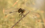8. Orthetrum sabina (Drury, 1773), Oasis Skimmer