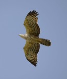 1. Crested Honey Buzzard - Pernis ptilorhynchus