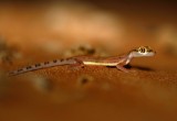 5. Arabian Sand Gecko - Stenodactylus arabicus