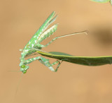 2. Blepharopsis mendica (Fabricius, 1775) -Striped Mantis  (male)