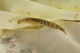 unidentified Dytiscidae larva