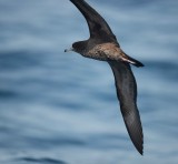 4. Wedge-tailed Shearwater - Puffinus pacificus