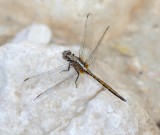 6. Orthetrum chrysostigma (Burmeister, 1839) - Epaulet Skimmer