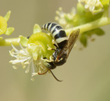 4. Bembecinus acanthomerus (Morice, 1911) - male