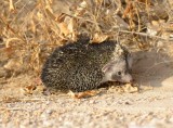1. Ethiopian Hedgehog - Hemiechinus aethiopicus