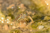 Thinophilus sp.