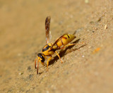 20. Euodynerus setosus rubicundus (Gusenleitner, 1994)