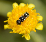 17. Quartinia nitidiuscula (Gusenleitner, 2010) 