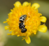 17. Quartinia nitidiuscula (Gusenleitner, 2010) 