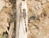 8. Orthetrum sabina (Drury, 1773), Oasis Skimmer
