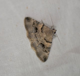 3. Tytroca dispar (Püngeler, 1904)