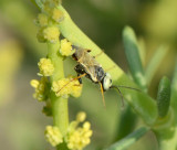 17. Dryudella bifasciata (von Schuthess, 1926)