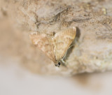 7. Ecpyrrhorrhoe diffusalis (Guene, 1854)