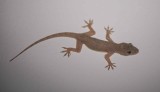 3. Yellow-bellied House Gecko - Hemidactylus flaviviridis