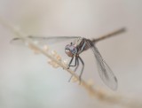6. Orthetrum chrysostigma (Burmeister, 1839) - Epaulet Skimmer