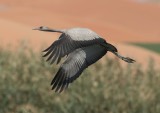 2. Common Crane - Grus grus