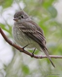 Flycatcher, Empidonax, Mcgee Marsh, OH, 5-12-13, Ja_31353.jpg