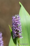 Pickerel Weed, Nowata Co, OK, 6-29-13, Ja_015227.jpg