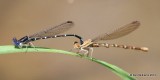 Blue-ringed Dancer pair, Blue River WMA, HY 7, Johnston Co, OK, 7-18-13, Ja_017010.jpg