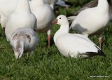 Rosss Geese, white juvenile left and adult, Sequoyah NWR, OK, 11-15-13, Jp_0527.jpg