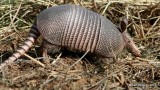 Nine-Banded Armadillo, Sequoyah NWR, OK, 11-15-13, Jp_0078.JPG