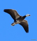 Snow Goose - dark adult, Sequoyah NWR, OK, 1-7-14, Jap_03577.jpg