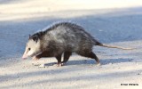 Virginia Opossum Sequoyah NWR OK 1-7-14 Jap_03721.jpg