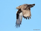Rough-legged Hawk - dark morph brown type juvenile, W. of Pawhuska, Osage Co, OK, 3-19-14, Jpa_08353.JPG