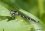 Northern Bluet female, Glacier Nat. Park - East , MT, 6-24-14, Jp_018529.JPG