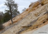 Mammoth Hot Springs, Yellowstone National Park, WY, 6-18-14, Jp_016202.JPG