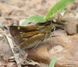 Southern Broken-dash - female Broken Dash - female, Cherokee Co, OK, 5-22-14, Jp_14016.JPG